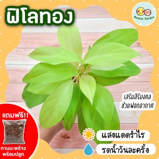 ฟิโลทอง กระถาง 3 นิ้ว [แถมกาบมะพร้าวพร้อมปลูก] Philodendron Lemon Lime ฟิโลเดนดรอน ฟิโลสีทอง เลี้ยงง่าย ต้นไม้ฟอกอากาศ