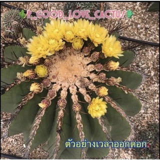 #ferocactus_schwarzii #เฟอโรหนามทอง