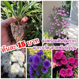 ♥️รุ่นกระถาง 2นิ้ว 🌱 #มากาเร็ตพันธ์ญี่ปุ่น 👉