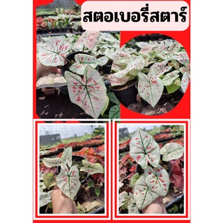 1 กระถางต้นบอนสี สตอเบอรี่สตาร์ Strawberry star ต้นแข็งแรง ส่งคละกระถาง