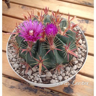 Plants Center พร้อมส่ง(richu)กระบองเพชร แคคตัส เฟโรแคคตัส หนามแดง Ferocactus recurvus cactus 5-6cm/8-9cm