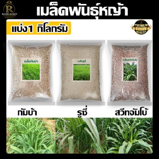 (1 กก.) เมล็ดพันธุ์หญ้า รูซี่ / สวีทจัมโบ้ / กัมบ้า ขาย1กก. เมล็ดพันธุ์ พืช เมล็ด หญ้าวัว เหมาะวัว ควาย พร้อมปลูก