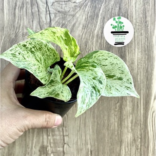 พลูราชินีหินอ่อนMarble Queen/Taro Vine