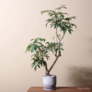 GPS Green Plant Society Green Wall Plant Schefflera 鹅掌藤种子/男装/裙子/通心菜/园艺/内裤/木瓜/花园/头饰/鲜花/ OLGA