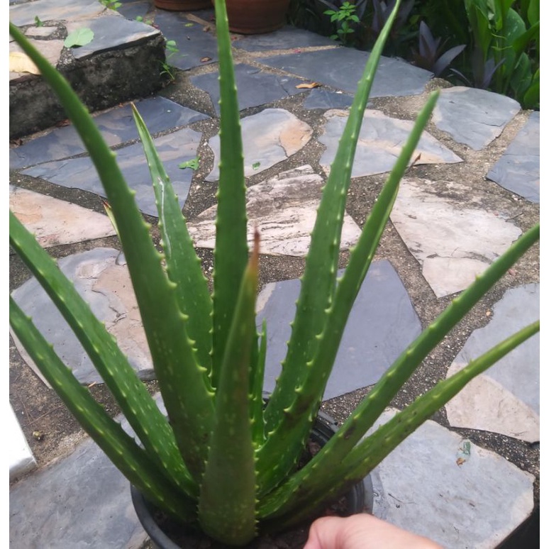 ต้นว่านหางจระเข้ Aloe vera พืชสมุนไพร สารพัดประโยชน์