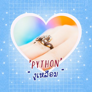 Ring / แหวน : Python / งูเหลือม