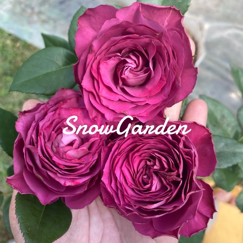 กุหลาบ 🌹 Precious​ moment (ติดดอก) สีม่วงเข้ม ตัดดอก บานทนสีสวยมากแบบถุง