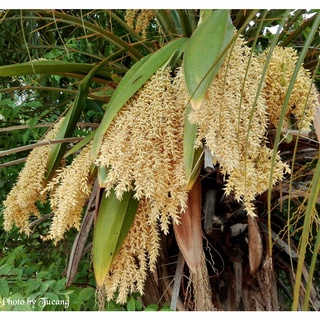 ต้นพันธุ์ ปาล์มสิบสองปันนา Pygmy date palm ไม้ประดับที่แผ่กิ่งก้านที่สวยงาม  ใบสวยงาม เลี้ยงในอาคารได้  199 บาท