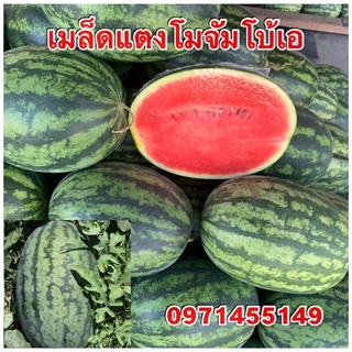 เมล็ดแตงโมจัมโบ้เอทรงผลรีลายสีเขียวเข้มเนื้อแดงจัดเปลือกบางน้ำหนัก5-6กิโลกรัม/ผล