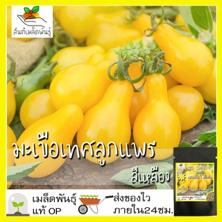 เมล็ดพันธุ์ มะเขือเทศ ลูกแพรสีเหลือง 80 เมล็ด Yellow Pear Tomato seed เมล็ดพันธุ์แท้ นำเข้าจากต่างประเทศ ปลูกผัก สวนครัว