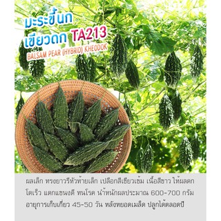 เมล็ดพันธุ์ มะระขี้นก มะระ เขียวดก -Balsam Pear Kheodok TA213  ตราดอกแตง เมล็ดผัก เมล็ดพันธุ์คุณภาพ