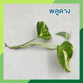 พร้อมส่ง(ซื้อ 6 กิ่งลด 10.- แถมฟรี!! ปุ๋ย 10ก.) 🌱ต้นไม้เลี้ยงน้ำ 20 ชนิด(ขายเป็นกิ่ง)🌱ต้นไม้ฟอกอากาศ ใส่แจกันประดับบ้าน