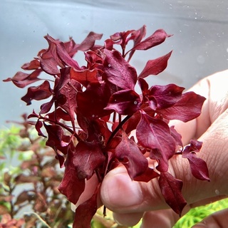 ลัดวิเจีย มินิซุปเปอร์เรด Ludwigia Mini Super Red กิ่งละ 10 บาท ไม้น้ำมือใหม่ ไม้เเดง