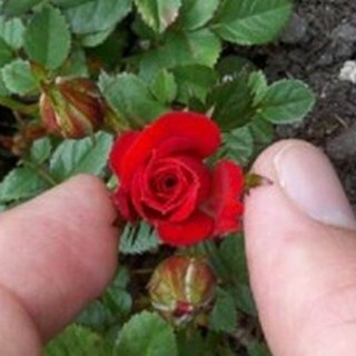 เมล็ดพันธุ์ ดอกกุหลาบ สีแดง พันธุ์แคระ กุหลาบจิ๋ว Rose Seeds 30 เมล็ด