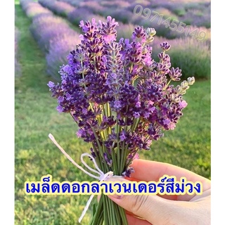 เมล็ดพันธุ์ ลาเวนเดอร์ อังกฤษ 200 เมล็ด English Lavender Seed เมล็ดพันธุ์แท้ นำเข้าจากต่างประเทศ  ถูกดี