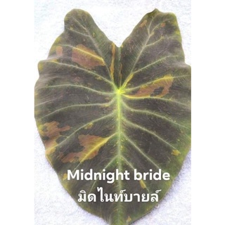 บอน​ Colocasia​ midnight​ bride​ มิดไนท์​บายล์​