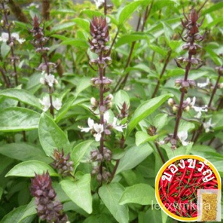 20pcs Seed Thai Basil Basilicum Aroma Wangi Selasih Herb Plant Benih Sayur เก้าชั้นทาวเวอร์โหระพาเมล็ด苹果/芹菜/头饰/帽子/香菜/裙子/