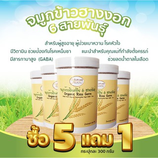 จมูกข้าวฮางงอก 6 สายพันธุ์ โปรโมชั่น ซื้อ 5 แถม 1 กระปุกละ 300 กรัม  มีสารกาบาสูง