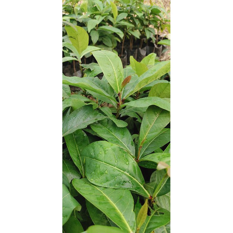 ต้นมันปู 🌱ผักทานใบ 🌟ออแกนิค ปลอดสาร