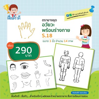 ตรายางชุดอวัยวะ ขนาด 1 นิ้ว S.18 จำนวน 14 ภาพ