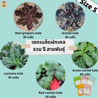 เมล็ดผักเคลรวม5สายพันธุ์ kaleเมล็ดพันธ์ุเคลแท้💯% เมล็ดเคลใบหยิก เคลสกาเร็ต เคลม่วง เคลไดโน เคลเรดรัสเซียน เคลเรดซิมพาติก