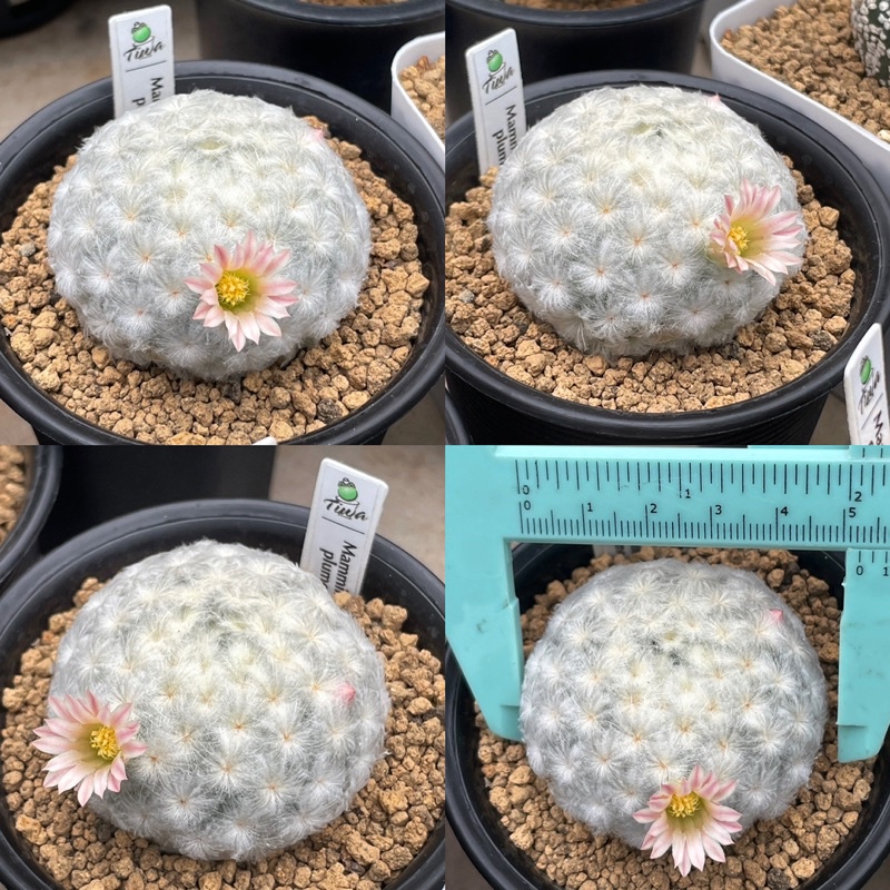 🌵 Mammillaria plumosa ขนนกญี่ปุ่น