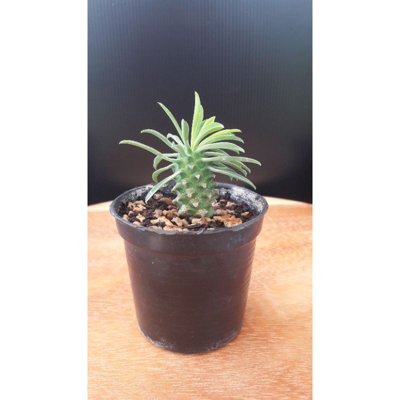 Euphorbia sotetsu kirin