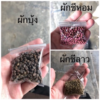 เมล็ดพันธุ์ผัก ผักบุ้ง ผักชีลาว ผักชีหอม ตราศรแดง ซองละ 5 บาท