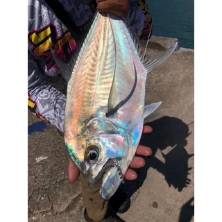 TG.StormRunner : Tungsten jigging lure ไมโครจิ๊กทังสเตน ซุปเปอร์ไลท์จิ๊ก tungsten jig