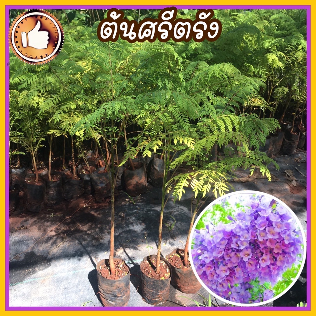 ต้นศรีตรัง (ต้นใหญ่ สูง 30-45 ซม.) ต้นแข็งแรง รับประกันสินค้าเสียหายมีเคลม