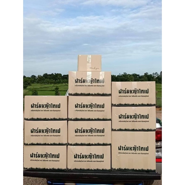 หญ้าไทเป5ตรม.คุณภาพดี กอใหญ่ ส่งด่วนได้ - รูปที่ 7