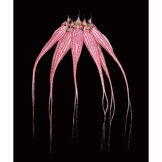 กล้วยไม้สิงโตลูกผสมเครายาวกับรอชไชด์ Bulbophyllum ElizabethAnn 1 ต้น