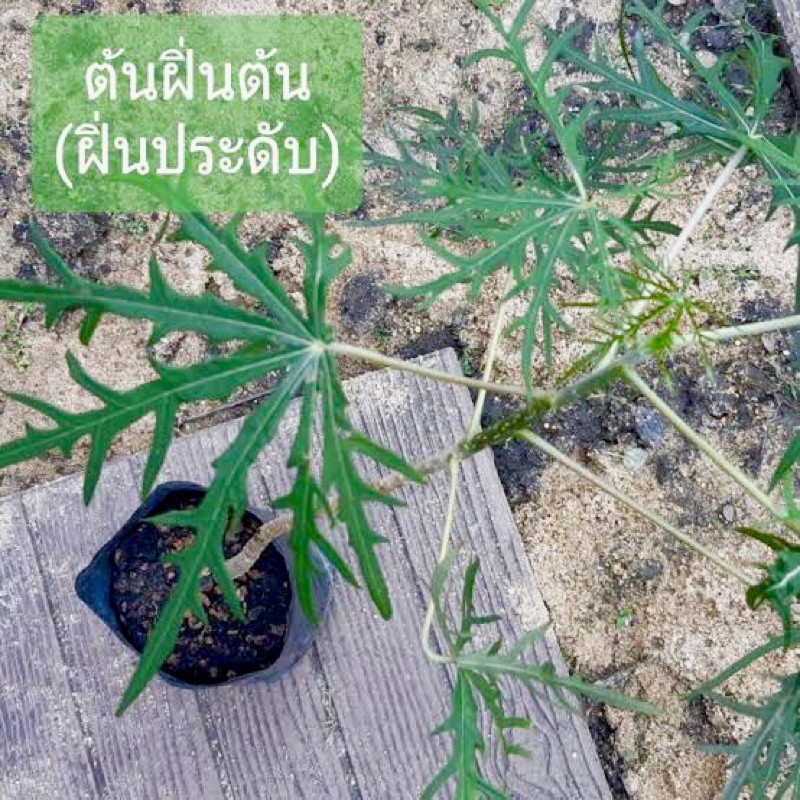 ต้นกล้า ว่านนพเก้าหรือฝิ่นต้น ต้นละ70บาท