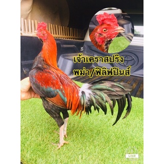 ไข่เชื้อ สายพันธุ์พม่า/ฟิลิปปินส์ เหลี่ยมไอคิวแข้งหน้า