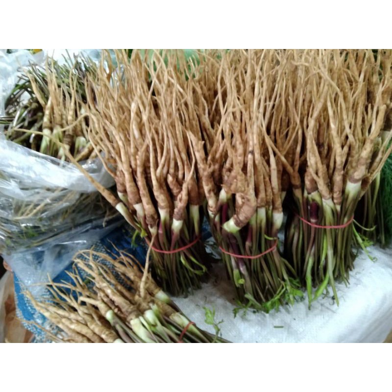 รากโสม  สด ตังกุย当归 สดกลิ่นหอมสดจากสวน  บำรุงเลือด บำรุงกำลัง 500-1000กรัม