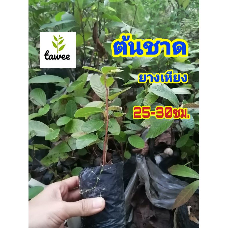 ต้นชาด​ ต้น​ยางชาด​ ต้นยางเหียง​ ไม้ตระกูล​ เดียว​กับต้น​ยาง​นา