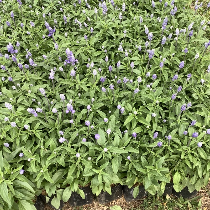 ต้นบลูซันเวีย 🪴 blue salvia ดอกสีม่วง สวย 🌿 แบบถุง