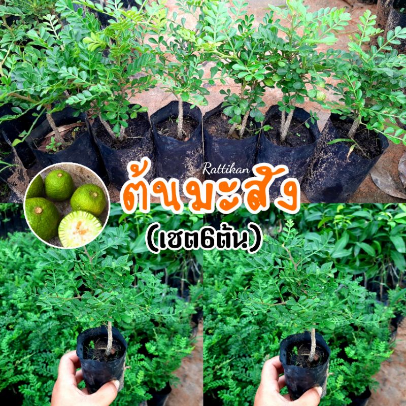 ต้นมะสัง (เชต6ต้น100บาท)สวยๆพร้อมส่ง นำไปดัดเป็นบอนไซได้สวยมาก(รับประกันสินค้าชำรุดเสียหาย)