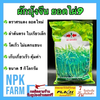 ผักบุ้งจีนยอดไผ่ ศรแดง 1 กิโลกรัม ลอตใหม่ เมล็ดพันธุ์ ผักบุ้ง ยอดไผ่9 ใบเรียวเล็ก สีเขียวสด ลำต้นตรง ไม่แตกแขนง