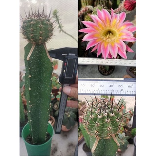 กระบองเพชร cactus ไม้กราฟ  echinopsis WE.2005.10.WH.7 ไม้นำเข้าดอกสวย ดอกใหญ่มาก ออกดอกในไทยแล้ว