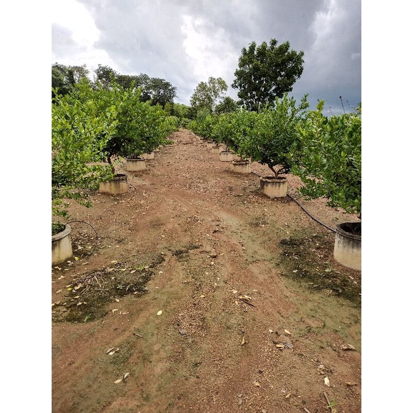 มะนาวแป้นสุขประเสริฐลูกดก ไร้เมล็ด หอมเปลือกบาง น้ำเยอะ ทนโรคดี - รูปที่ 3