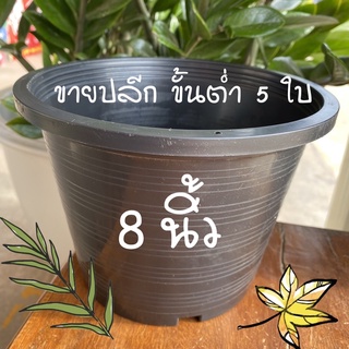 กระถางต้นไม้พลาสติกสีดำ 8 นิ้ว หนา อย่างดี ราคาส่งจากโรงงาน