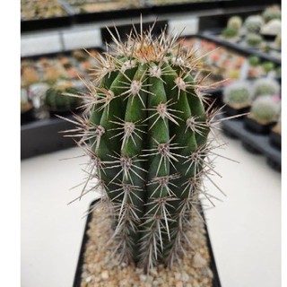 Cake Cactus Farm กระบองเพชร Carnegiea gigantea Saguaro ซากัวโร