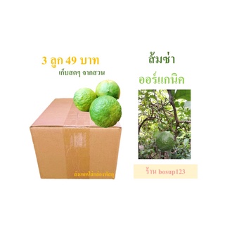 ส้มซ่า ออแกนิค 3 ลูก/49บาท ปลอดภัย ไร้สารเคมี ใช้ทำหมี่กรอบส้มซ่า หรือส้มฉุน