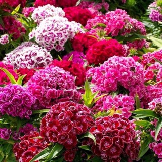 เมล็ดพันธุ์ ดอกผีเสี้อ สวีทวิลเลี่ยม คละสี (Sweet William Flower Mix Seed) 50 เมล็ด