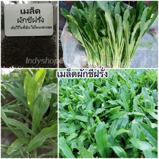 เมล็ดผักชีฝรั่ง  300-500 เมล็ด [10 เเถม 1 คละได้]