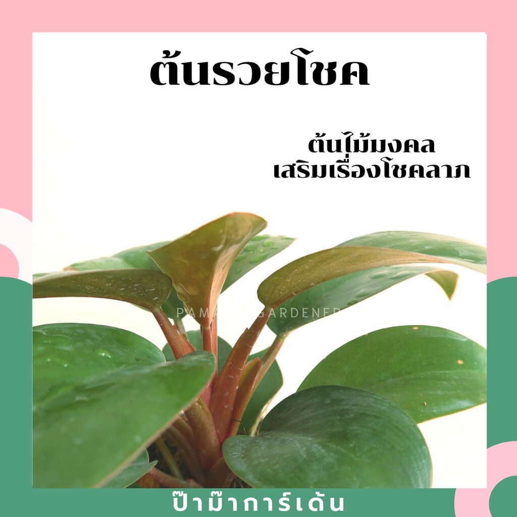 มุมมอง 2