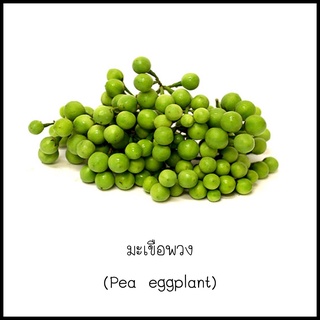 เมล็ดมะเขือพวง (Pea eggplant) 20 เมล็ด [10 แถม 1 คละได้]