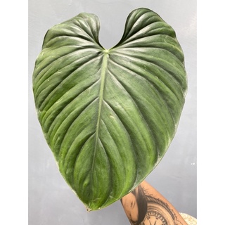 Philodendron SP Columbia