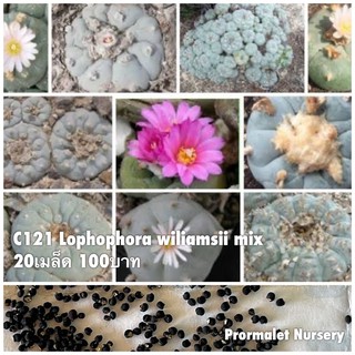 C121 Lophophora wiliamsii mix 20เมล็ด 100บาท